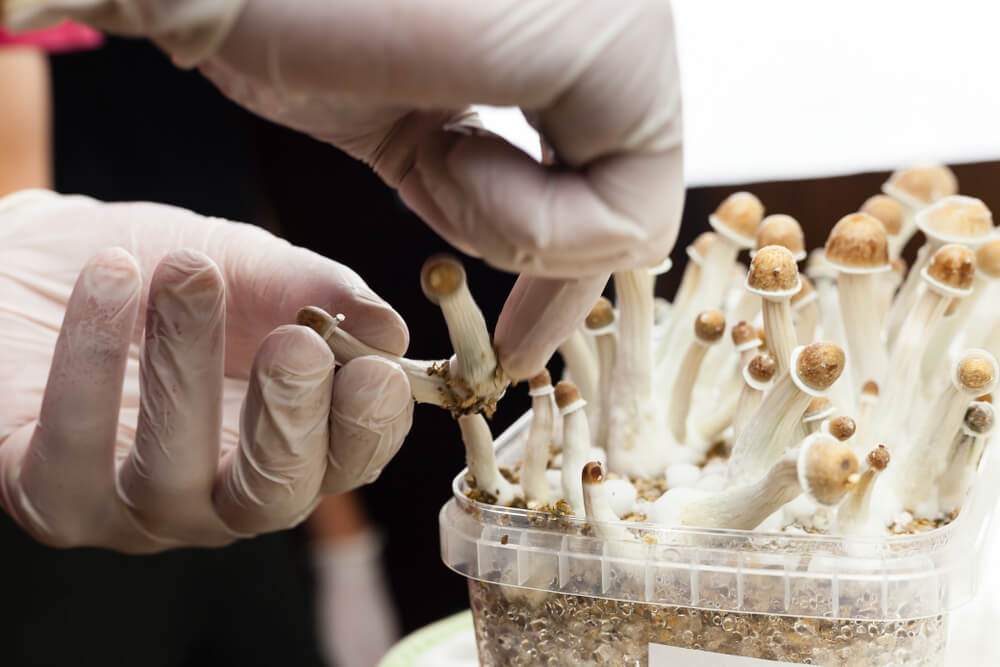  When collecting mushrooms you must be very careful not to damage the mycelium when pulling them out