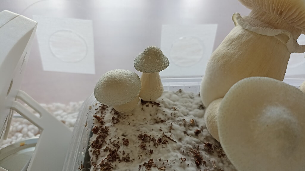When growing in monotubs it is important to cover the holes with micropore tape