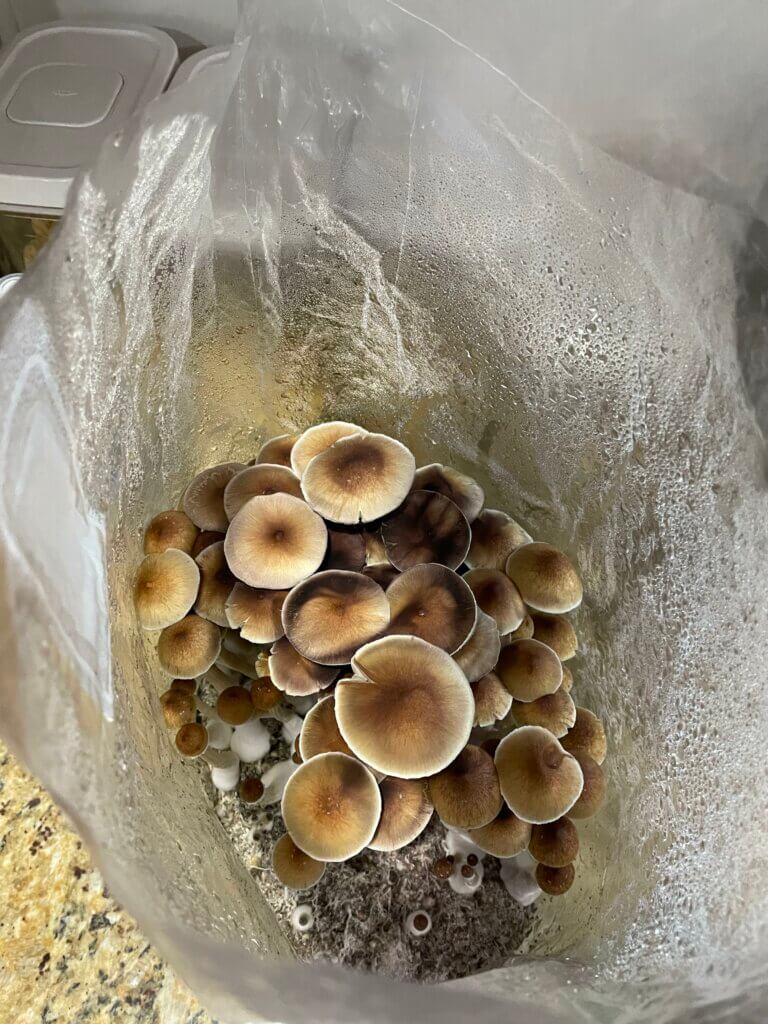 Grow bags or mushbags are often the first contact with mushroom cultivation