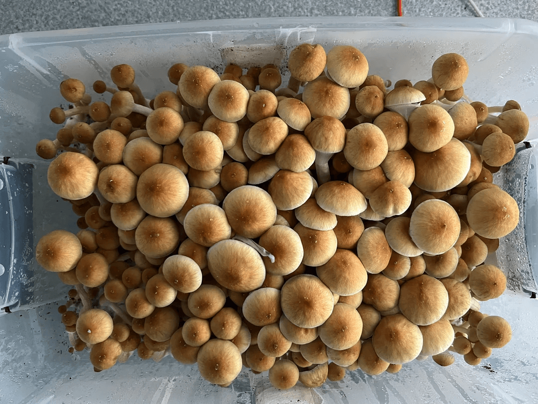 Magic mushroom cultivation systems: fruiting chambers