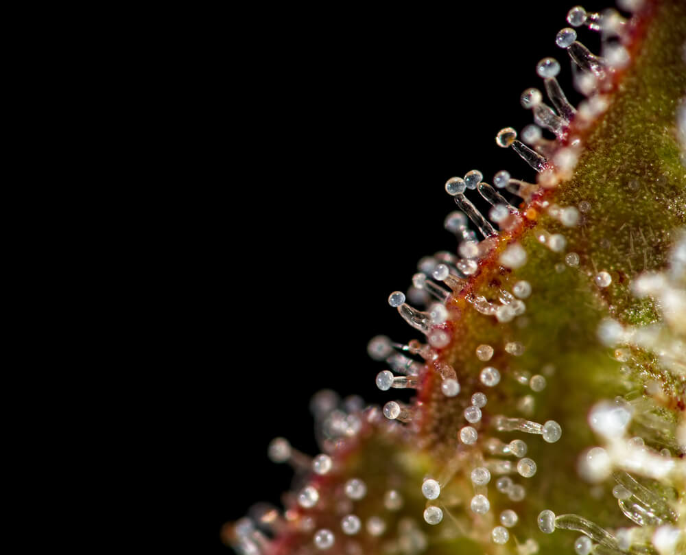 Most of the trichomes on this plant are milky in color...harvest is coming!