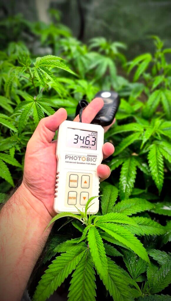 With the help of a PAR meter we will know how much light our plants are receiving