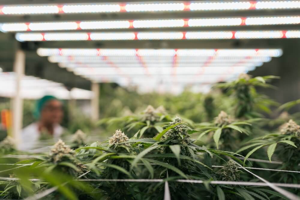 Nowadays, LED panels are the first choice when it comes to lighting an indoor crop