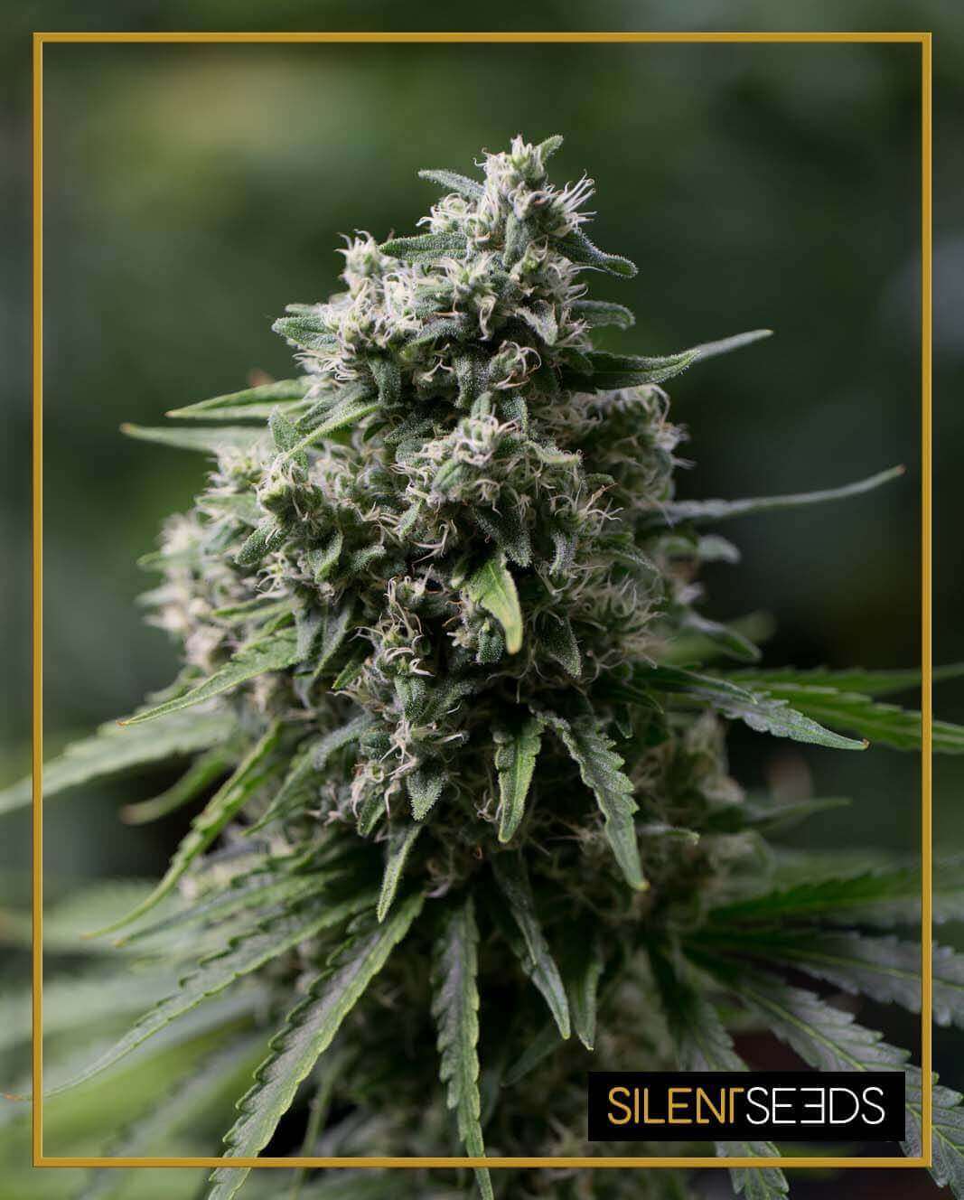 Critical + 2.0 from Silent Seeds is an extraordinary producer of fragrant flowers