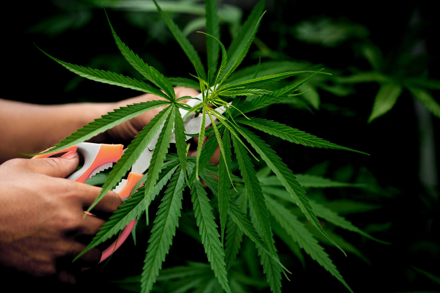  During the growth phase, pruning is carried out to modify the structure of the plant (Image: jcomp)