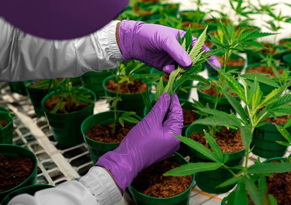 Both clones and seed plants need identical care during the vegetative phase.
