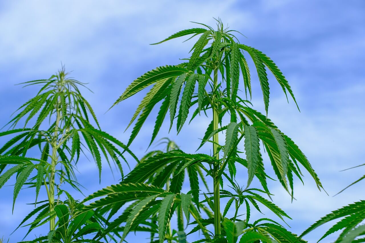 We're not just talking about indoors...growing your cannabis outdoors is as rewarding as it is pleasurable (image: NickyPe)