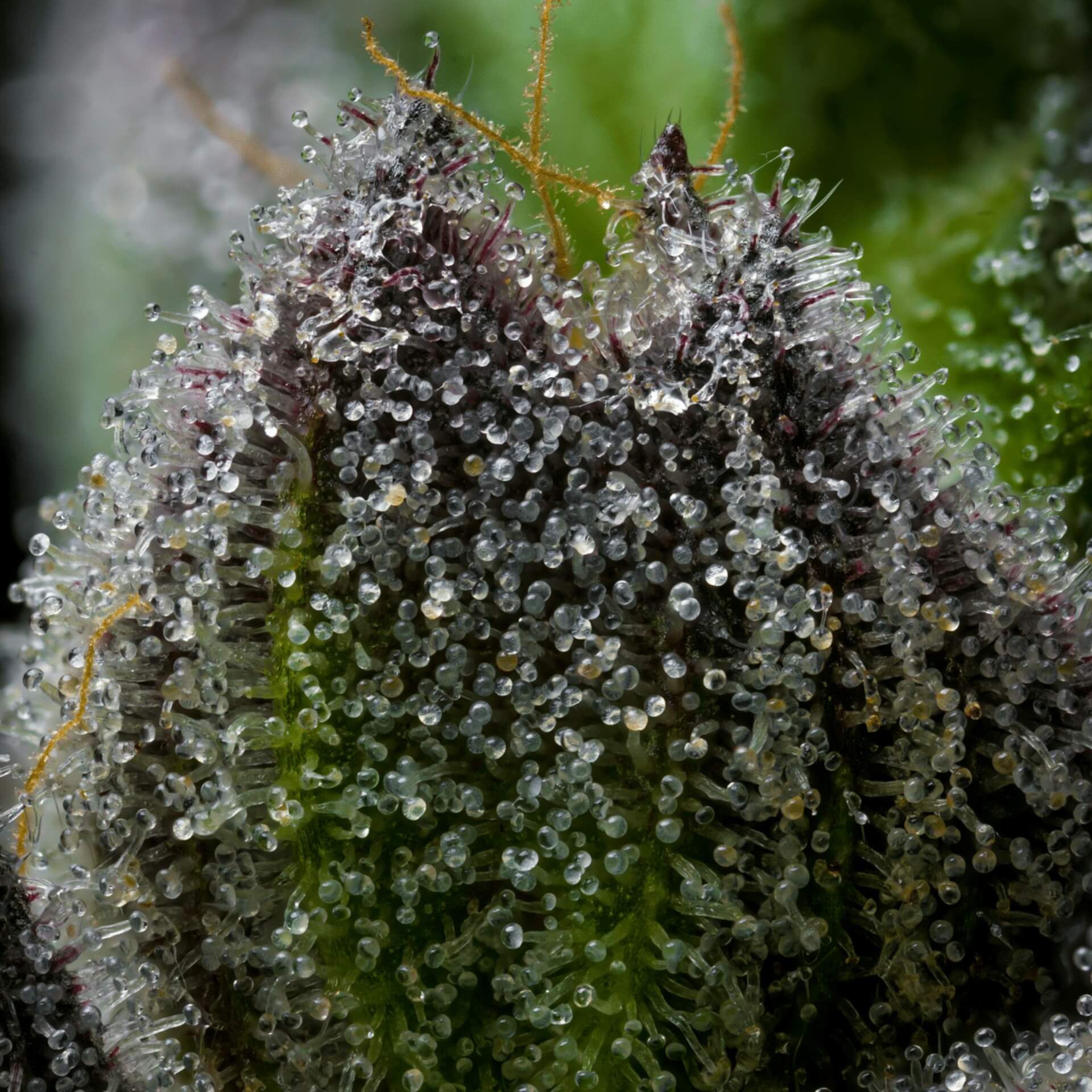 Wouldn't it be a shame if these beautiful flowers had traces of chemicals on them? (Image: Premium Cultivars)