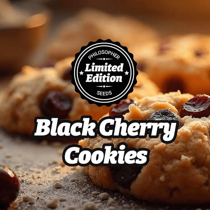 Black Cherry Cookies is set to be one of Philosopher Seeds' biggest hits