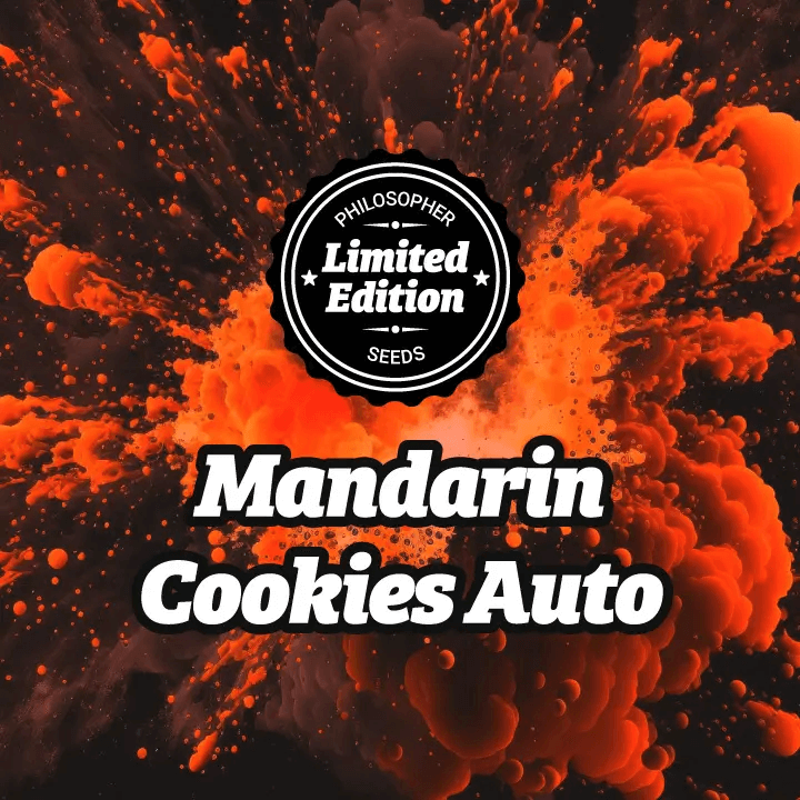 Mandarin Cookies Auto is the automatic version of one of Philosopher Seeds' biggest hits, Mandarin Cookies