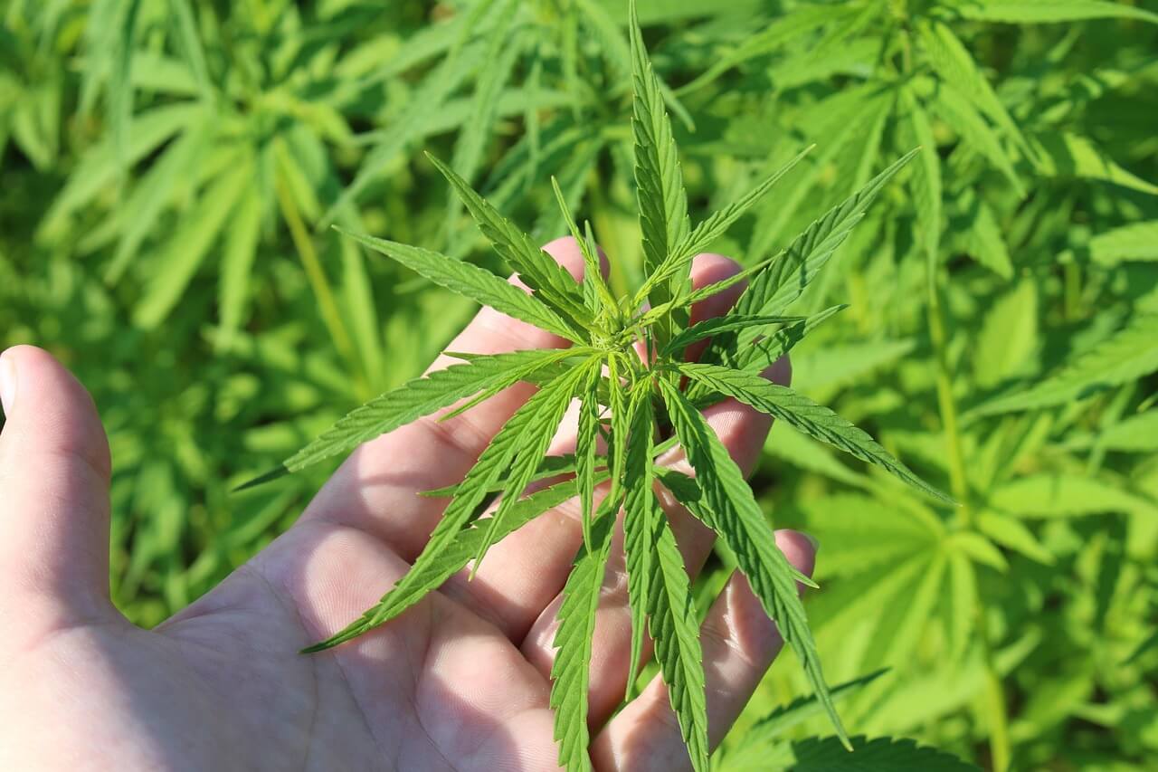 With proper care, cannabis grows without problems in most climates (Image: TinaKru)