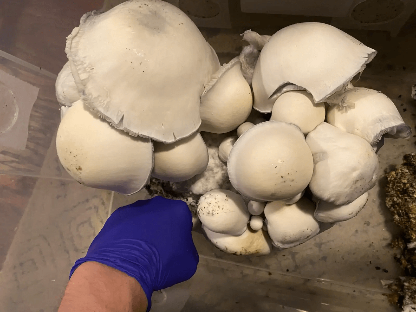 With good genetics and proper care you can achieve results as amazing as these Tidal Wave Ape from Mycobag
