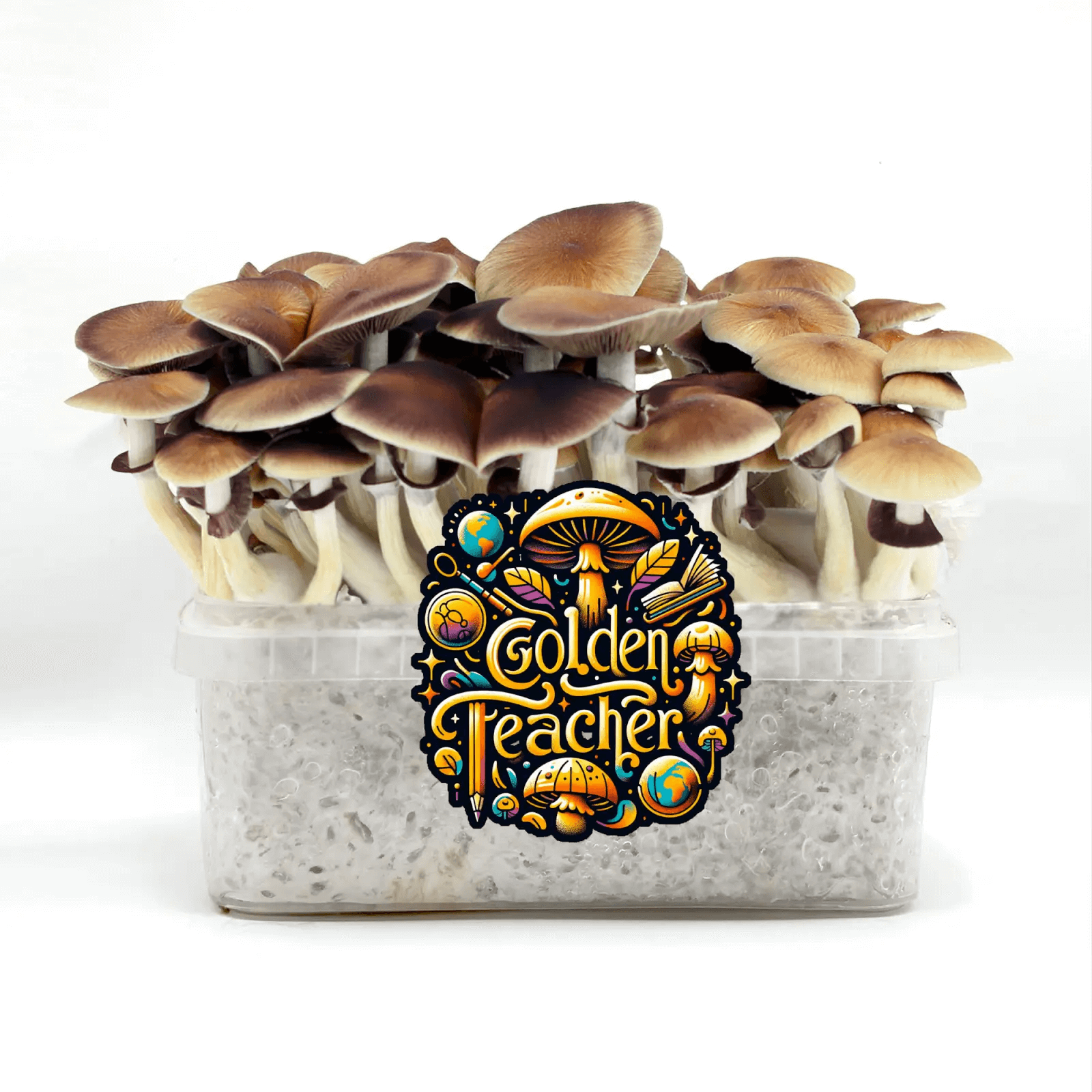 Without a doubt, Golden Teacher is one of the most cultivated varieties in the entire world... there must be a reason for that!