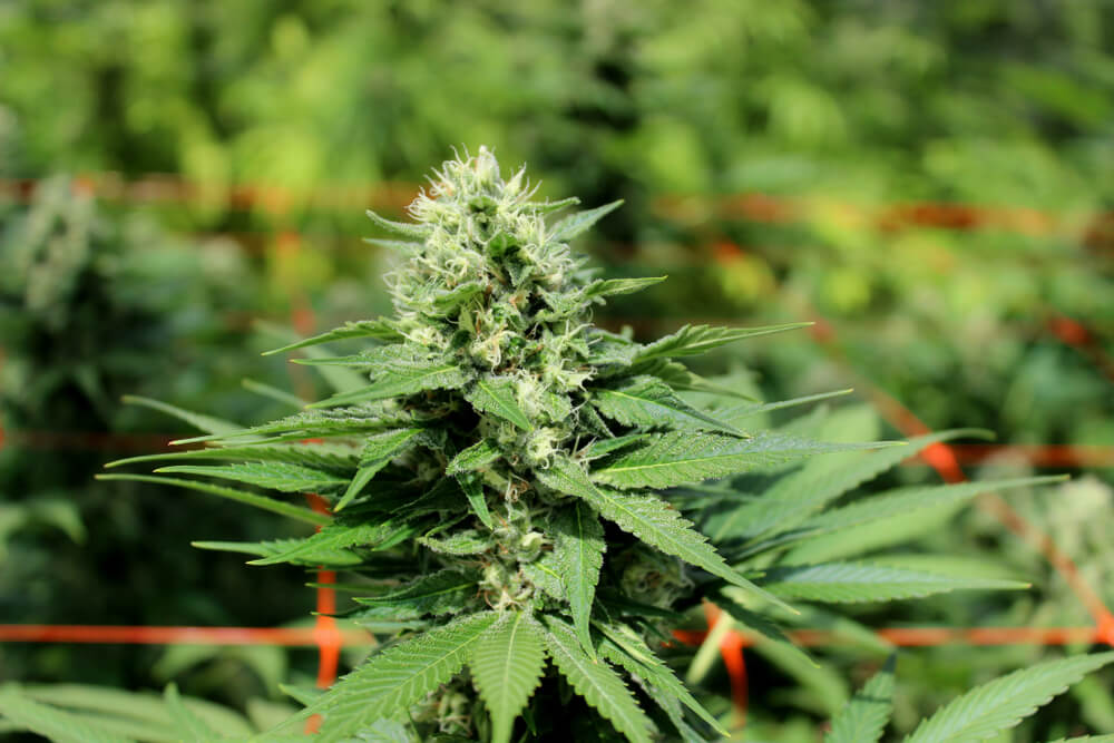 Outdoors, trellises or nets are often used to guide the growth of the plants and help them support the weight of the buds.