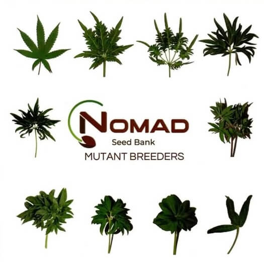  Nomad Seed Bank specialized in breeding mutant genetics, with a morphology very far from the typical cannabis one