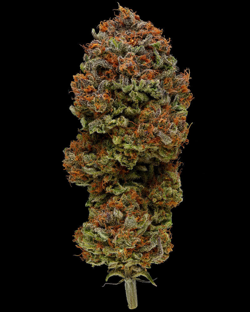 Blueberry Muffin produces dense flowers with a simply spectacular aroma.