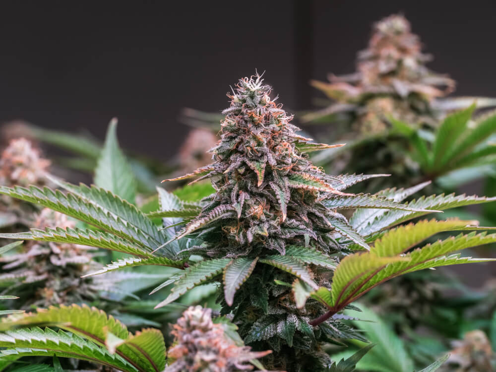  Growing with LEDs will give you buds that are rock hard and covered in thick resin