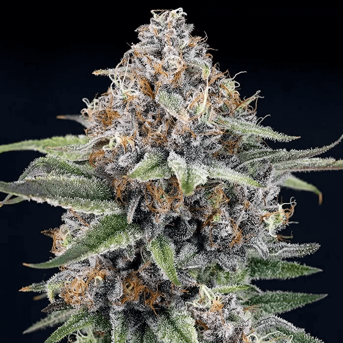 In addition to its interesting flavor, EyeBallZ also stands out for its high production of glandular trichomes