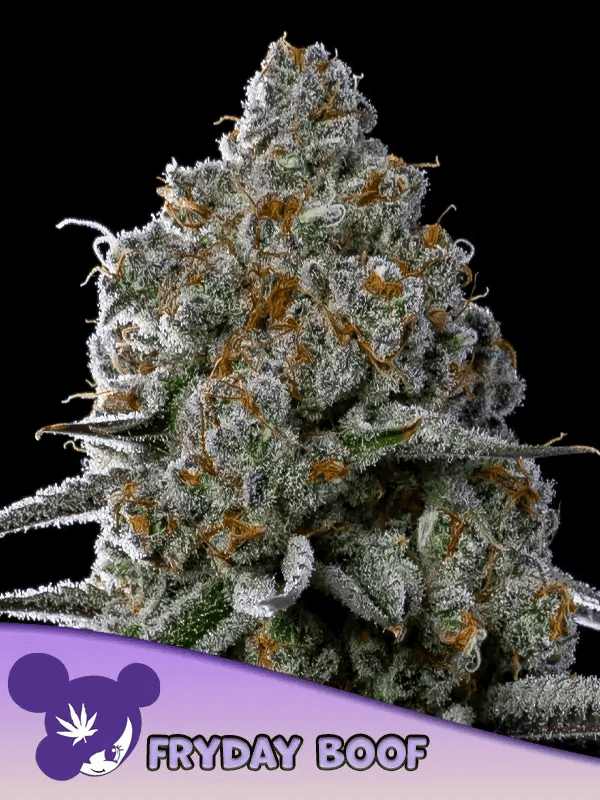 Friday Boof by Anesia Seeds has a unique flavor and aroma, and record-breaking THC content