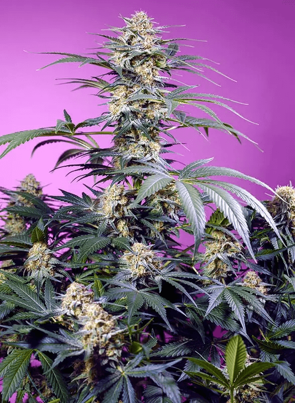 Sweet Seeds' spectacular Monster Maker won't disappoint you if you're looking for potency