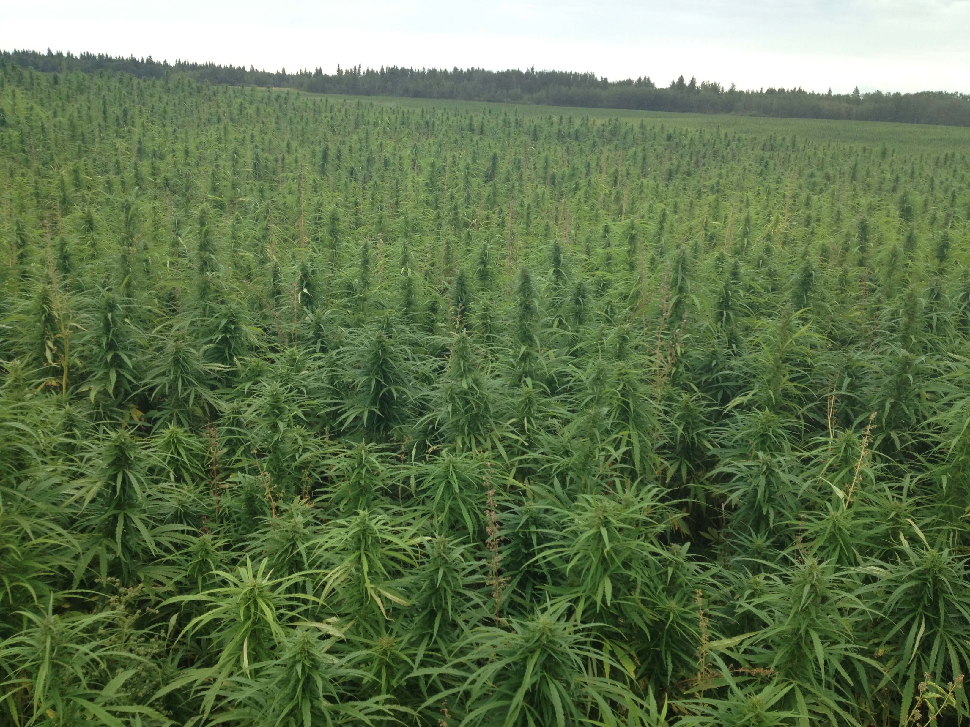 Hemp field