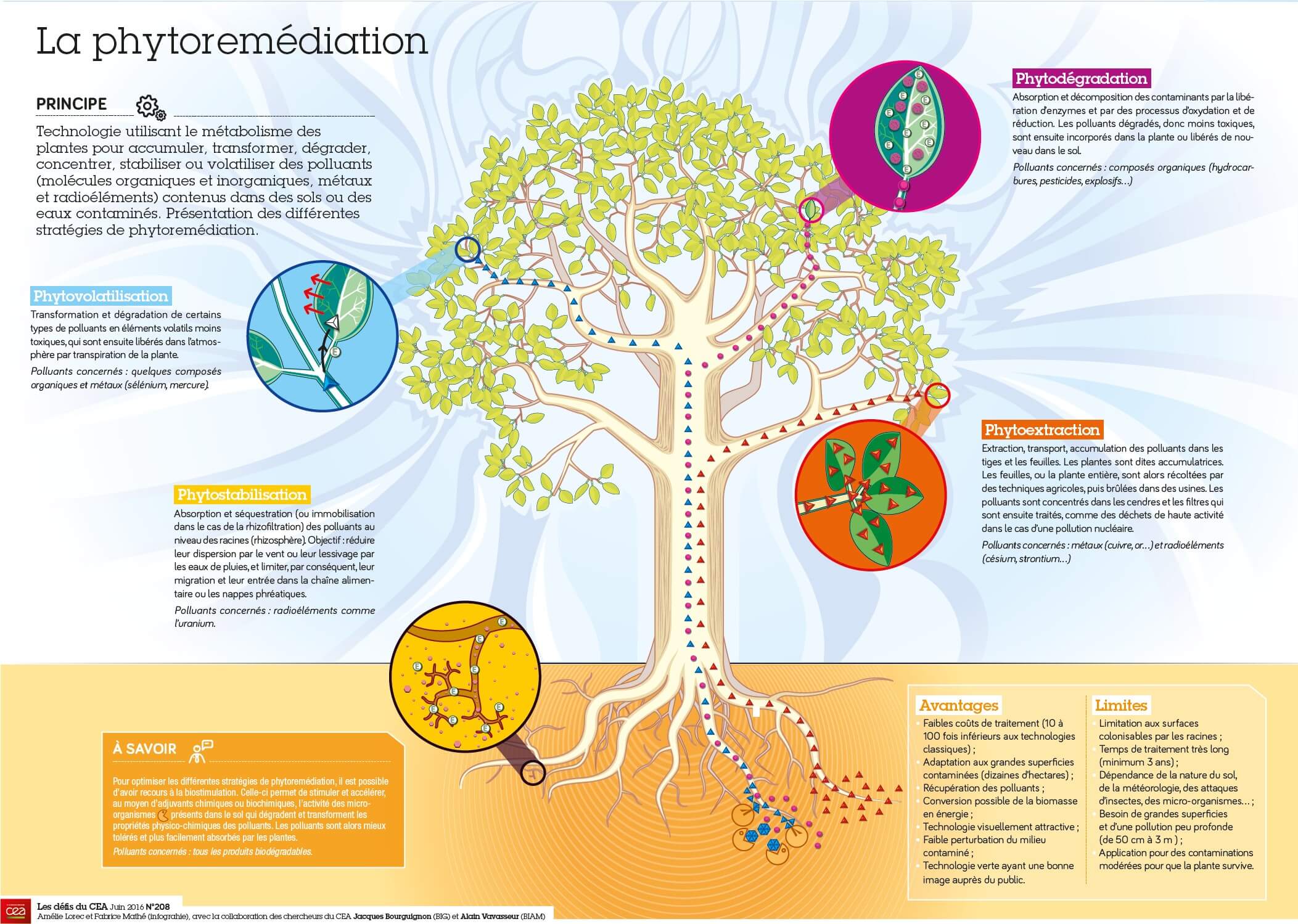 Phytoremediation of contaminated soils