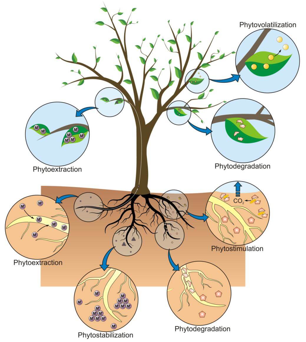 Different forms of phytoremediation