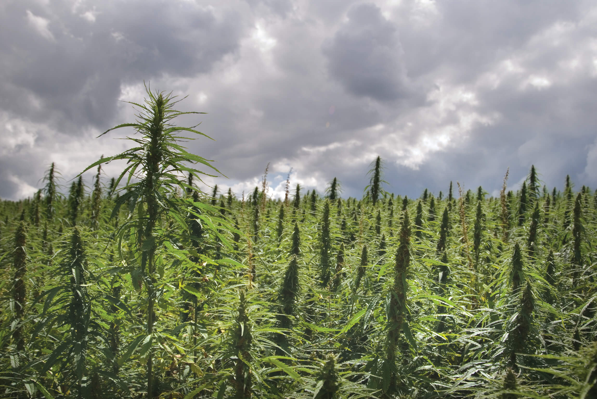 Industrial hemp cultivation
