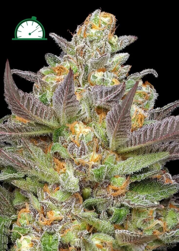 Mint Jelly Auto by Humboldt Seed Company