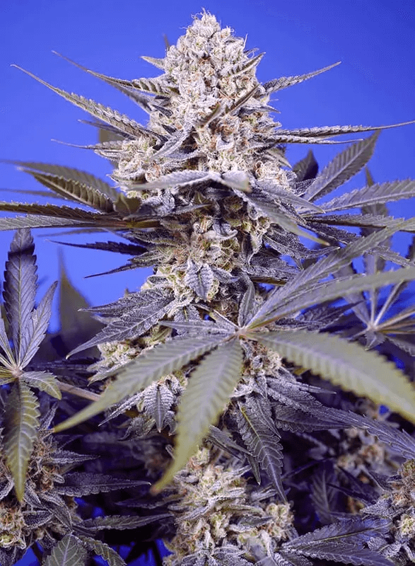 Pineapple Slush XL Auto by Sweet Seeds