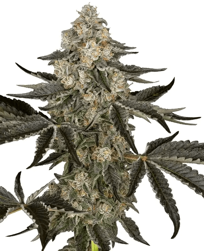Sauvignon Blanc by Sensi Seeds, a true beauty loaded with resin