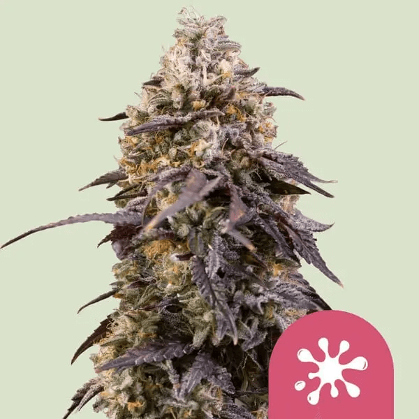 Sticky Queen Auto by Royal Queen Seeds