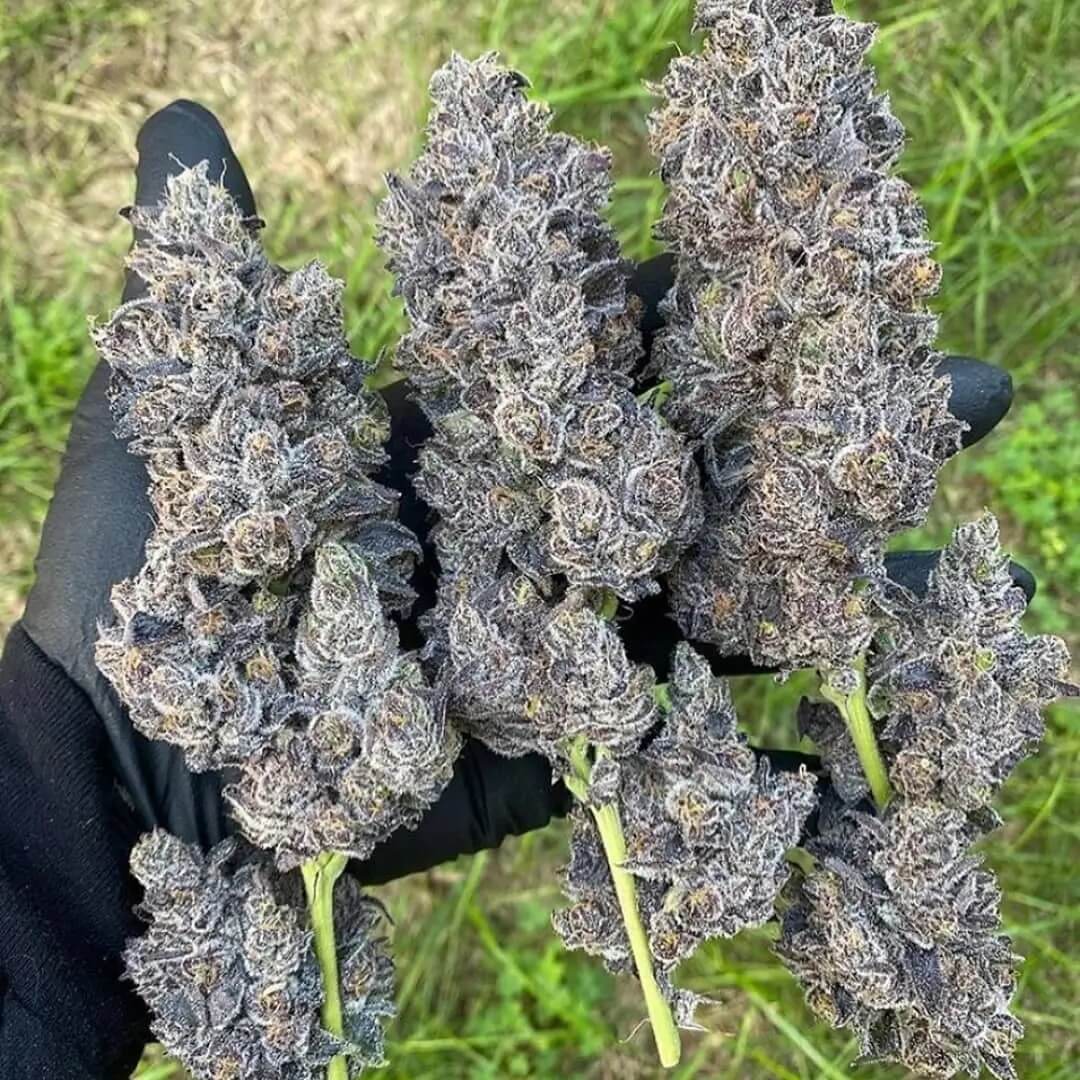 Bananacane combines the flavor of Bluenana with the resin production of Slurricane