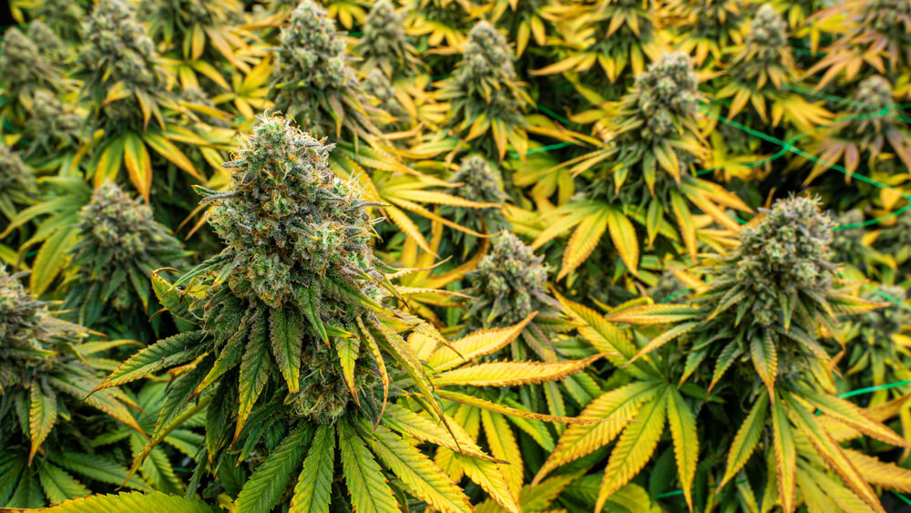 PK supplements stimulate the formation of huge buds
