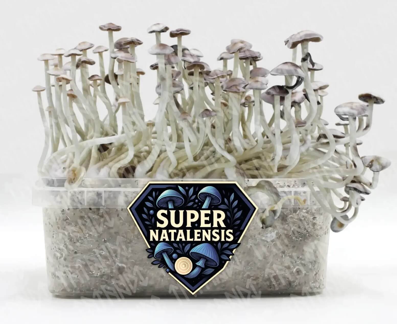 Super Natalensis hallucinogenic mushrooms are easy to grow