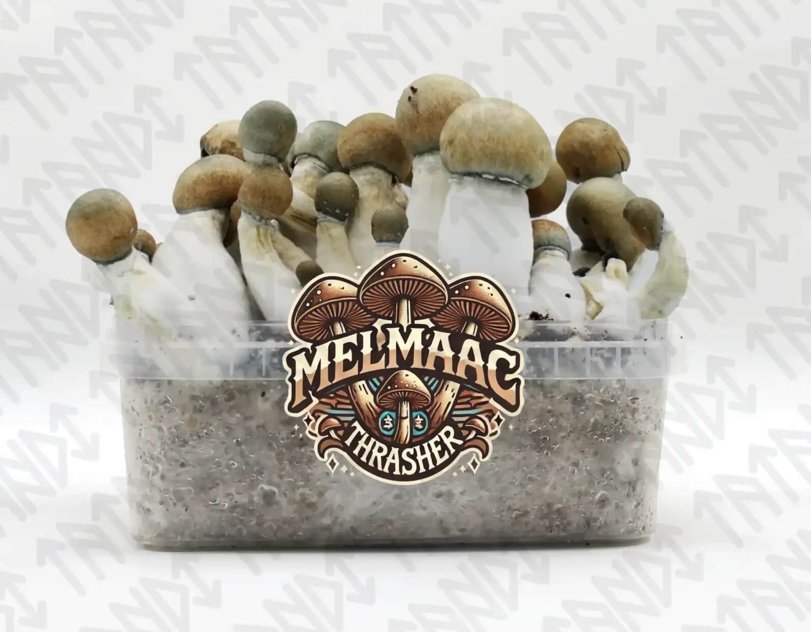 Melmac Thrasher magic mushrooms are very potent, for experts only.