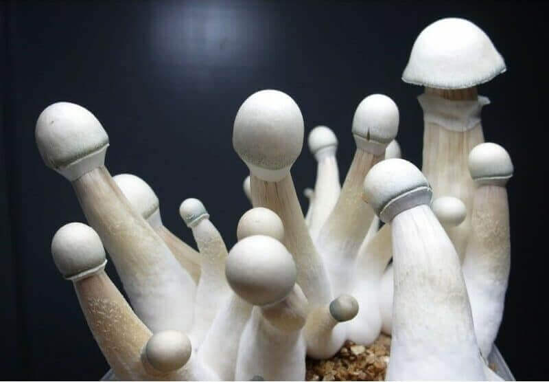7 varieties of mushrooms you should know