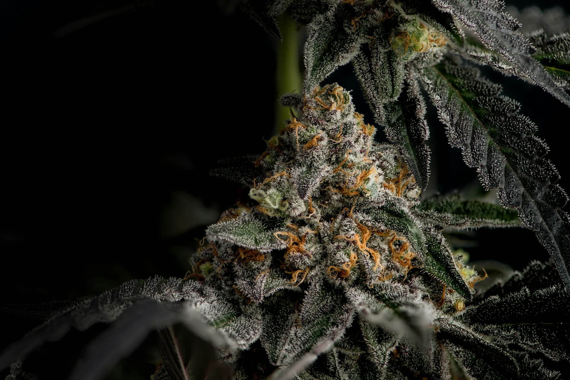 Sometimes the plants acquire almost black tones (Image: Spencer Gray)