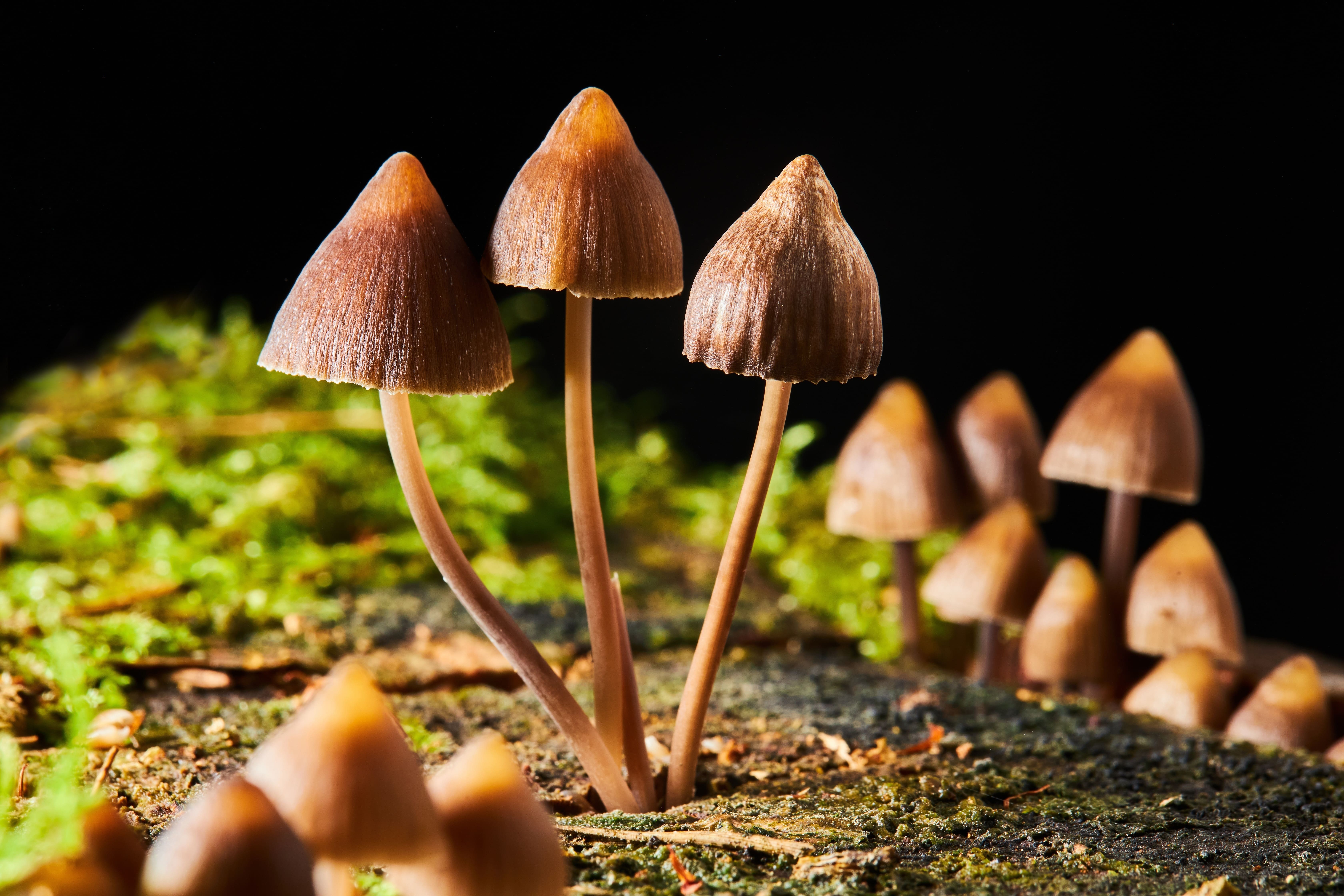 What is Psilocybe semilanceata? The iconic “Liberty Cap”
