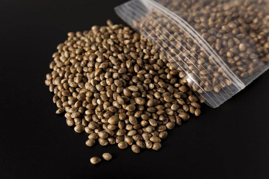 Thé de graines germées pour la culture du cannabis- Alchimia Grow Shop