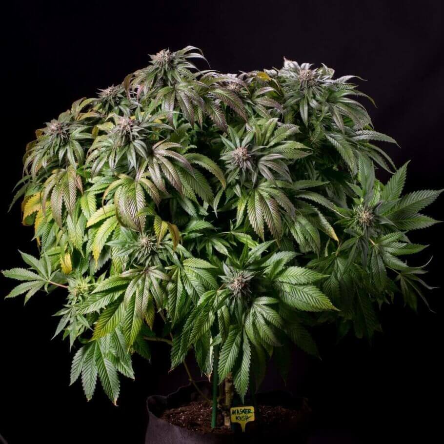 Cette plante Master Kush présente des traits marqués typiques du cannabis Indica