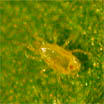 ambicelius1 Ambicelius