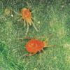 phytoseilus Phytoseiulus