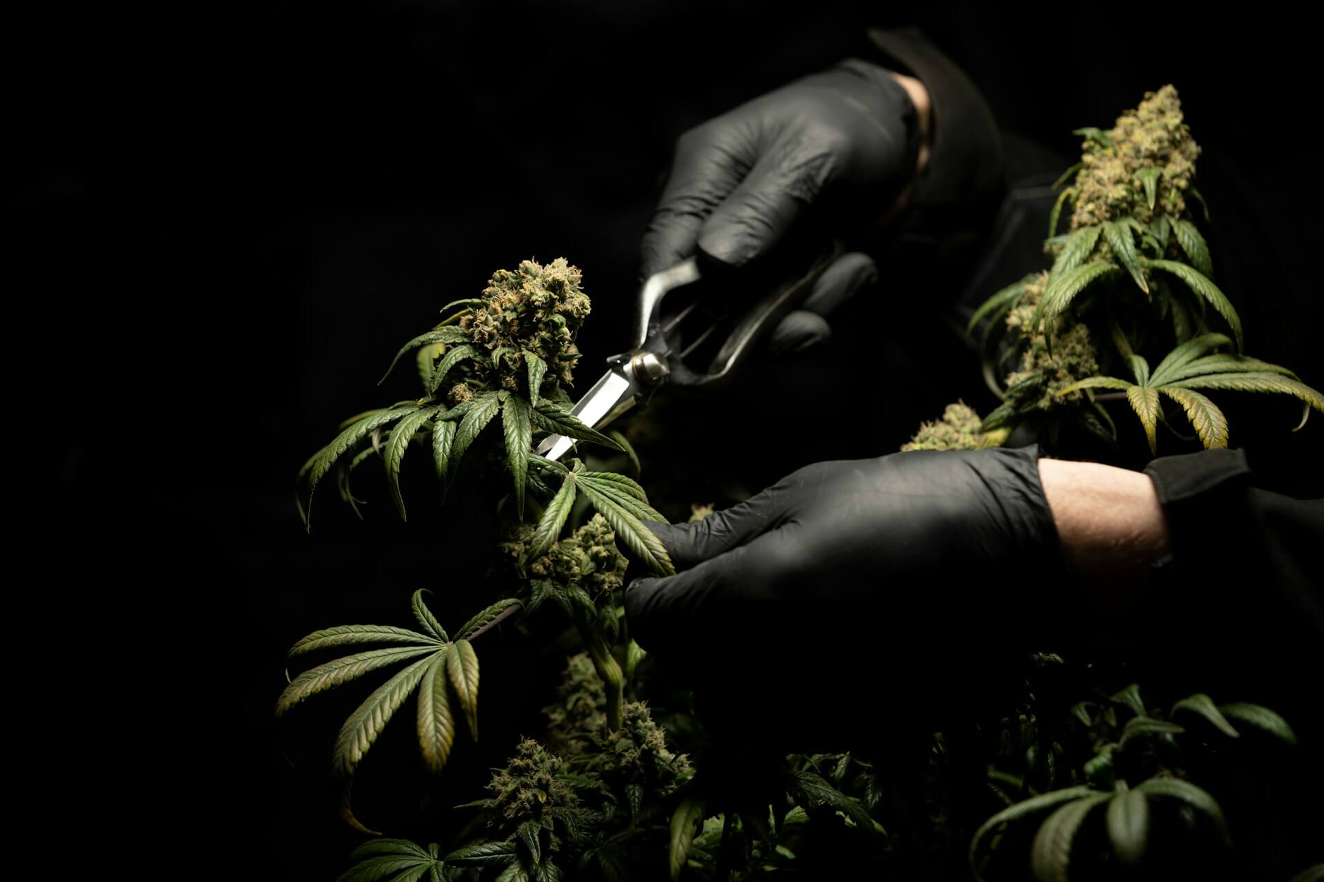 Quand récolter nos plants de cannabis?