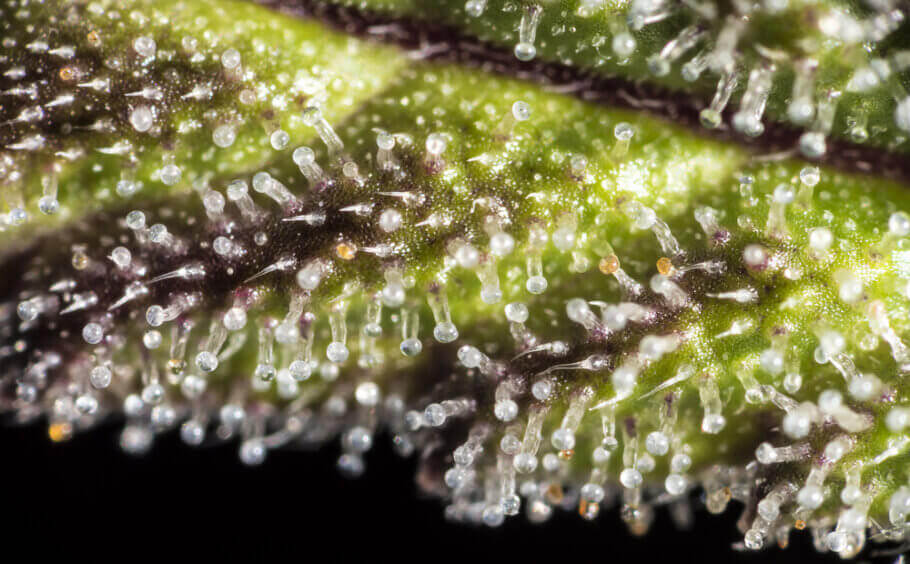 Sur cette image, vous pouvez voir une majorité de trichomes glandulaires de couleur laiteuse, avec quelques-uns encore immatures et d'autres déjà de couleur ambrée