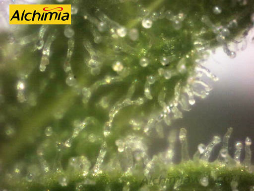 Trichomes en maturité