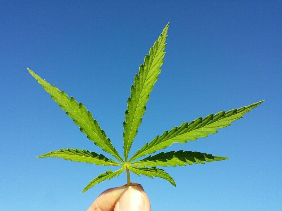 Les plantes sativa sont généralement caractérisées par des feuilles aux folioles étroites