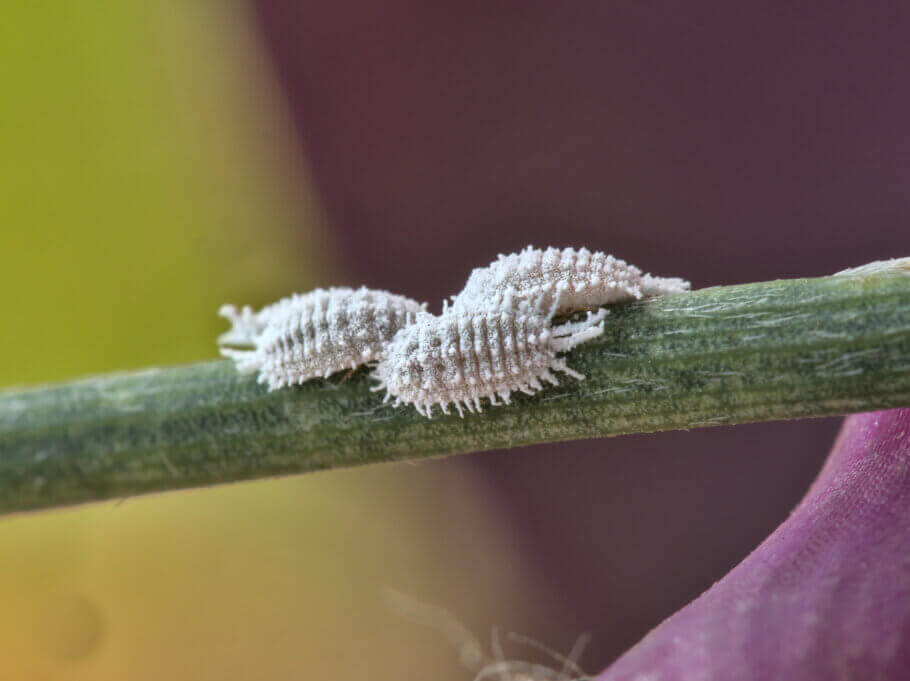 La mouche noire de terreau dans la culture du cannabis- Alchimia