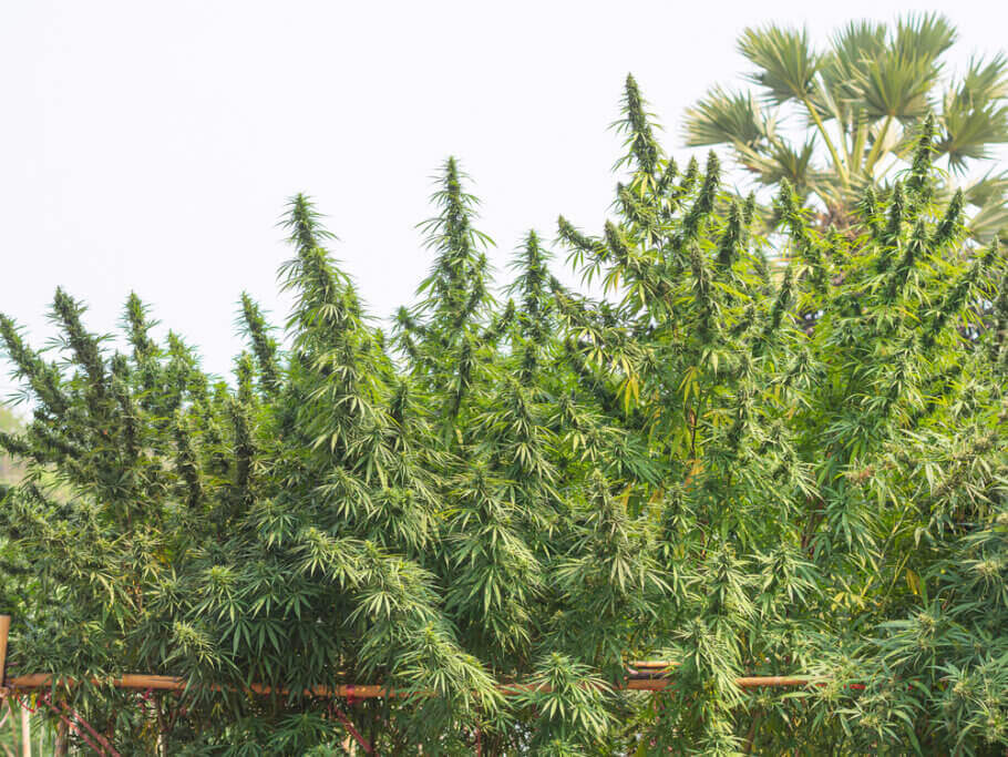 Les plantes de Cannabis Sativa peuvent atteindre une hauteur de plusieurs mètres si elles reçoivent suffisamment de lumière