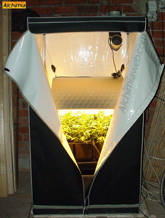 Culture interieur de cannabis